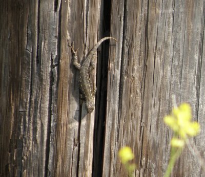 W. Fence lizard b Irvine CA 4-11.JPG