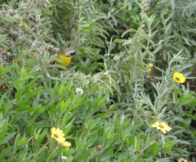 warbler common yellowthroat Irvine CA 4-11.JPG