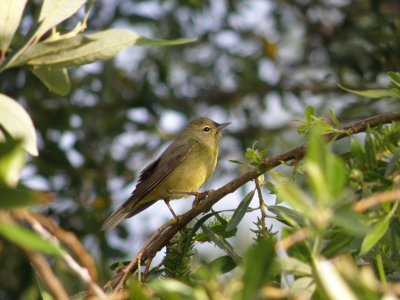 warbler Orange crowned 1 Irvine CA 4-11.JPG