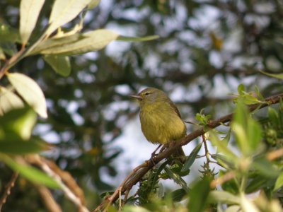 warbler Orange crowned 2 Irvine CA 4-11.JPG