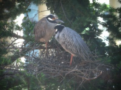 Heron Yellow Crowned Night Heron VA 4-11a.JPG