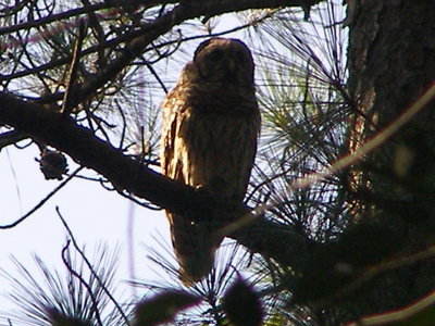 Owl Barred NN Park b.JPG