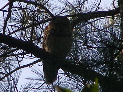 Owl Barred NN Park c.JPG