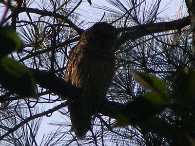 Owl Barred NN Park d.JPG