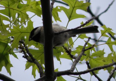 Chickadee BC Ann Arbor 5-11 c.JPG