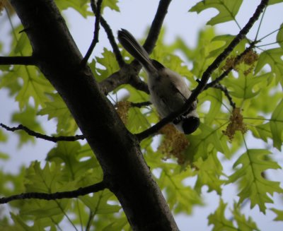 Chickadee BC Ann Arbor 5-11 d.JPG