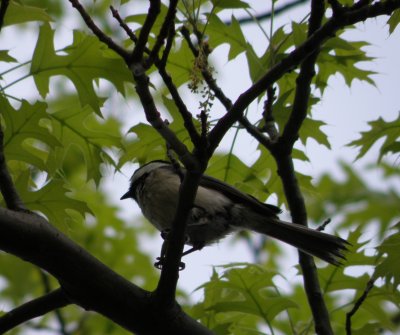 Chickadee BC Ann Arbor 5-11 e.JPG