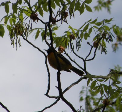 oriole baltimore Ann Arbor 5-11 a.JPG