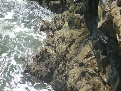 alcatraz cliffs 6-11 d.JPG