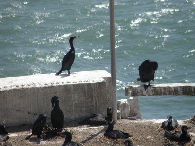 cormorant brandts Alcatraz 6-2011 i.JPG