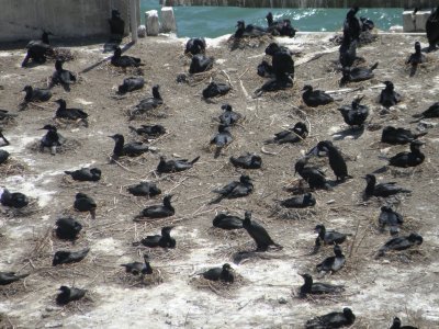 cormorant brandts Alcatraz 6-2011 l.JPG