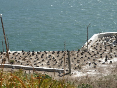 cormorant brandts Alcatraz 6-2011 p.JPG