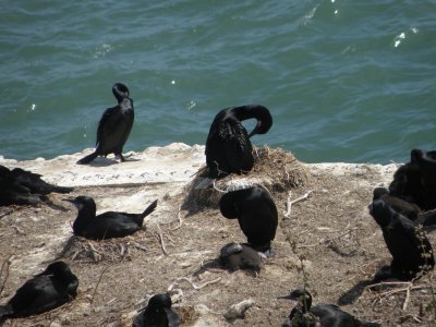 cormorant brandts Alcatraz 6-2011 q.JPG