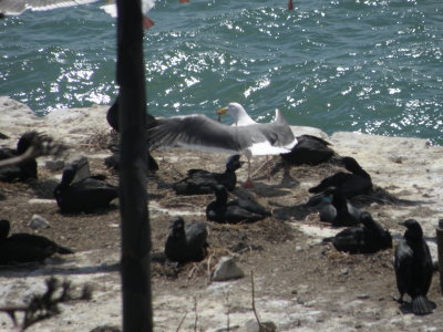 cormorant brandts Alcatraz 6-2011 s.JPG
