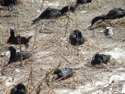 cormorant brandts Alcatraz 6-2011 v.JPG