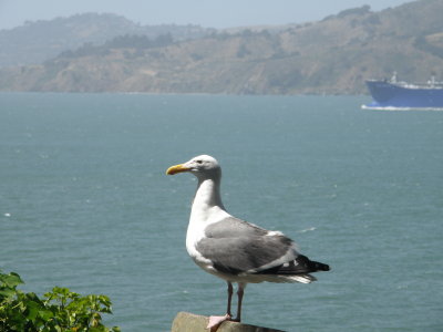 Gull W SF Bay 6-2011 i.JPG