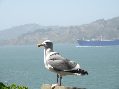Gull W SF Bay 6-2011 j.JPG