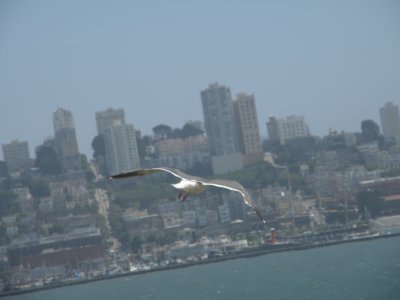 Gull W SF Bay 6-2011 p.JPG