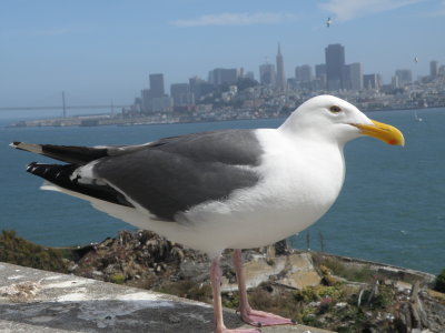 Gull W SF Bay 6-2011 s.JPG