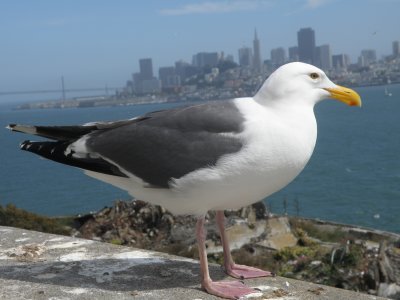 Gull W SF Bay 6-2011 t.JPG
