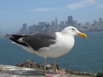 Gull W SF Bay 6-2011 u.JPG