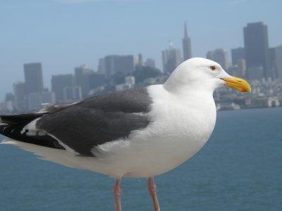 Gull W SF Bay 6-2011 w.JPG