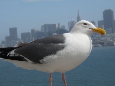 Gull W SF Bay 6-2011 x.JPG