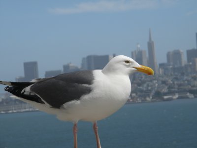 Gull W SF Bay 6-2011 y.JPG