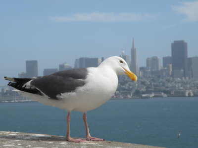 Gull W SF Bay 6-2011 z.JPG