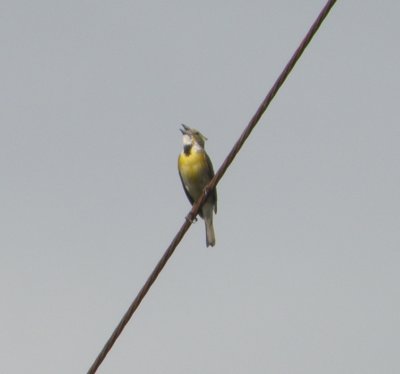 dickcissel Chesapeake VA 6-11 d.JPG