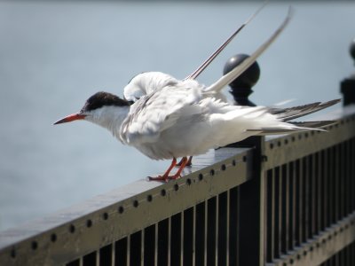 Tern Common VAH 0811 3.JPG