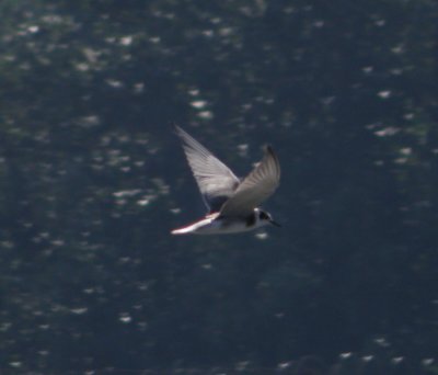 Tern black or WW VAH 0811 3.JPG