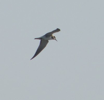 Tern black or WW VAH 0811 12.JPG