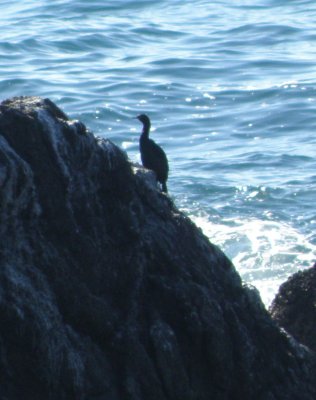 cormorant pelagic CA 10 11 a.JPG