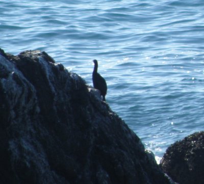 cormorant pelagic CA 10 11 b.JPG