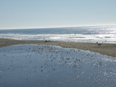 Gulls Mixed CA Bodega bay 10-11 a.JPG