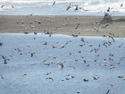 Gulls Mixed CA Bodega bay 10-11 c.JPG