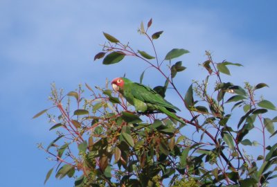 parakeet red masked SF 10-11 b.JPG