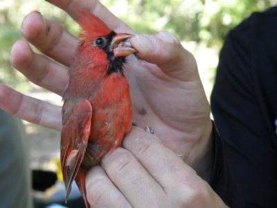 Cardinal N ESVA 10-11 aa.JPG