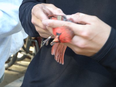 Cardinal N ESVA 10-11 c.JPG