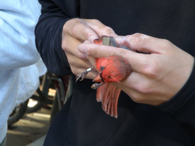 Cardinal N ESVA 10-11 d.JPG