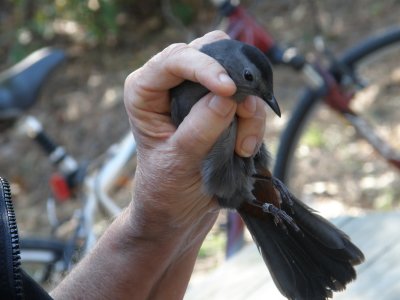Catbird ESVA 10-11 aa.JPG