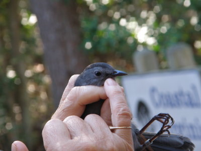 Catbird ESVA 10-11 b.JPG