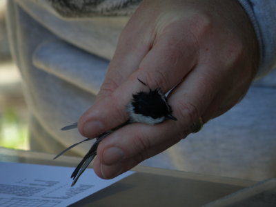 Chickadee Carolina ESVA 10-11 b.JPG