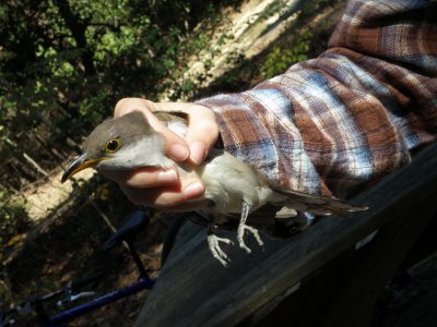 Cuckoo Yellow Billed ESVA 10-11 b.JPG