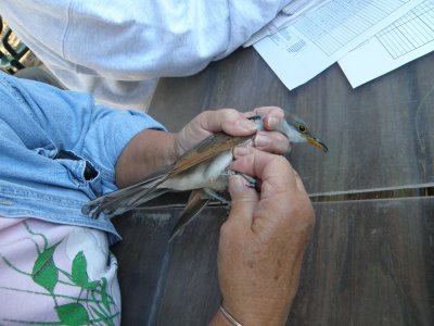 Cuckoo Yellow Billed ESVA 10-11 f.JPG