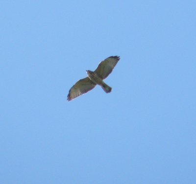 Hawk Red Shouldered ESVA 10-11.JPG