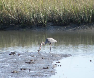 Heron GtBl ESVA 10-11 c.JPG
