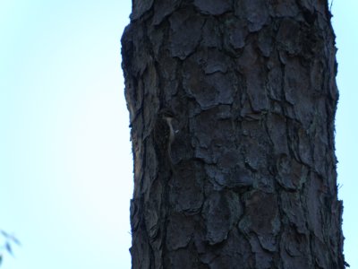 Creeper ESVA 10-11 v.JPG