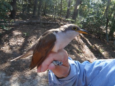 Cuckoo Yellow Billed ESVA 10-11 m.JPG